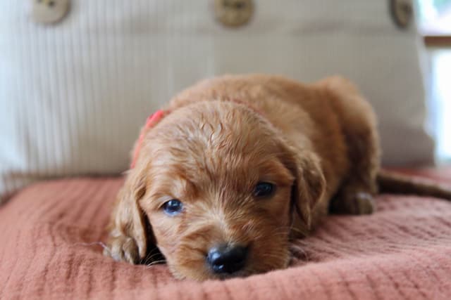 Golden Retriever Puppies media 18