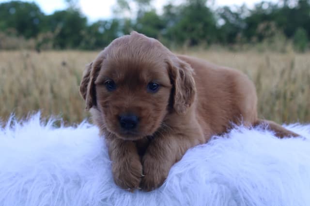 Golden Retriever Puppies media 8