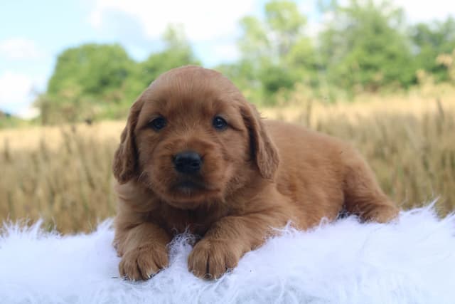 Golden Retriever Puppies media 7