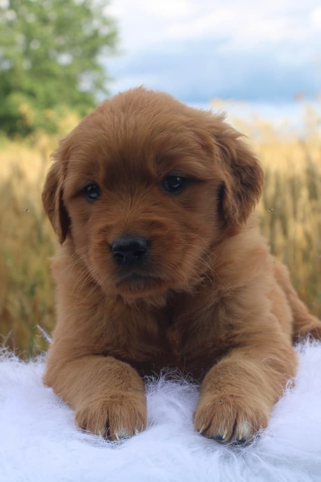 Golden Retriever Puppies media 2