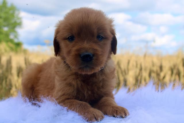 Golden Retriever Puppies media 6