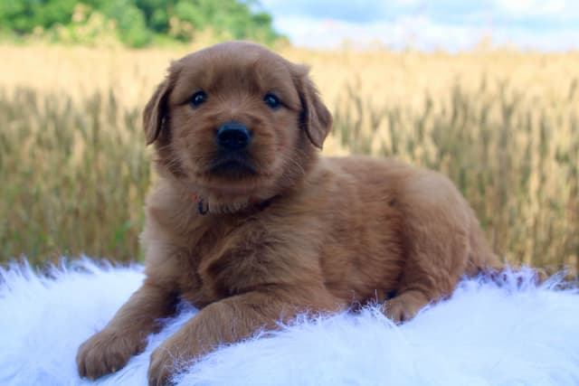 Golden Retriever Puppies media 4