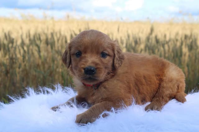 Golden Retriever Puppies media 3