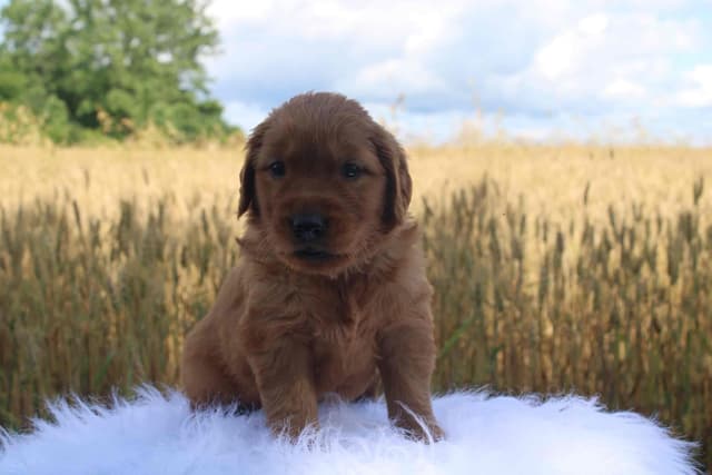Golden Retriever Puppies media 9