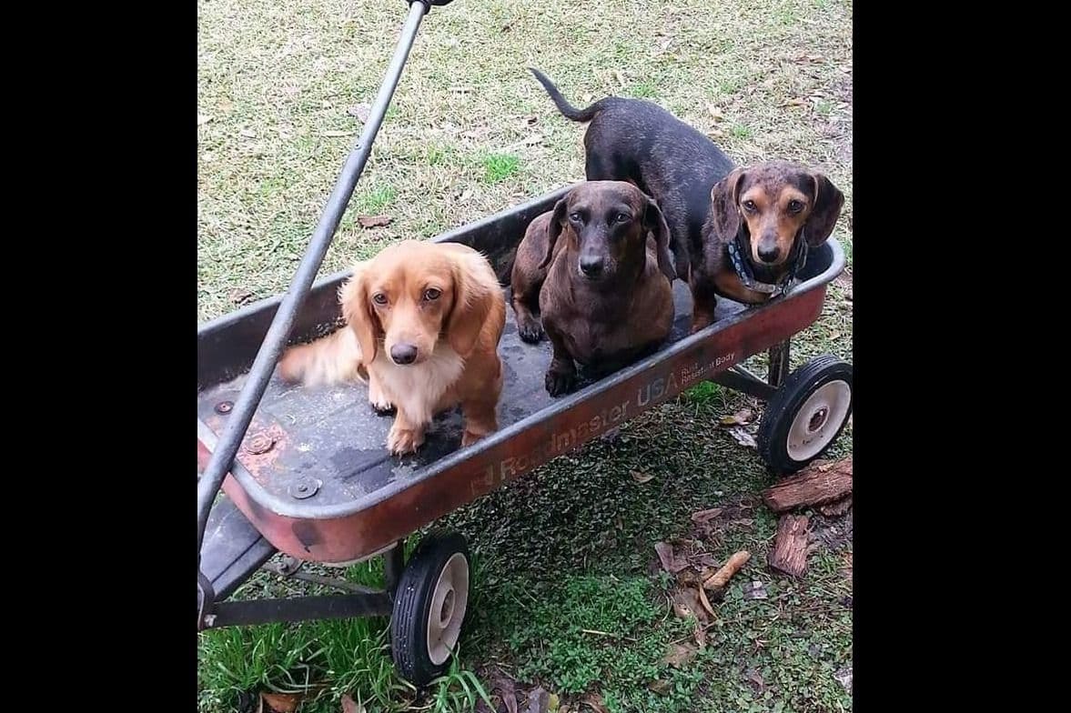 Cream Dachshund Puppies breeder image 1
