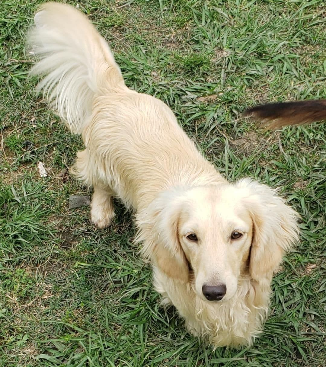 Cream Dachshund Puppies breeder image 2