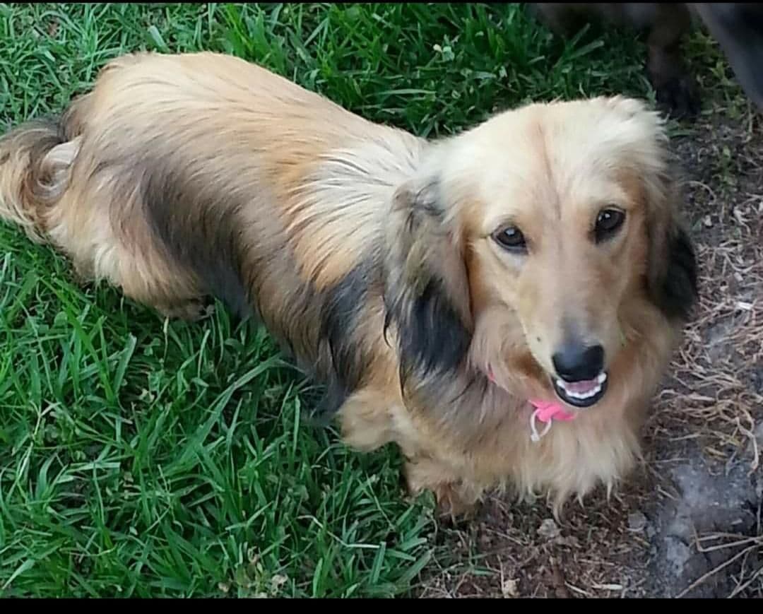 Cream Dachshund Puppies breeder image 4