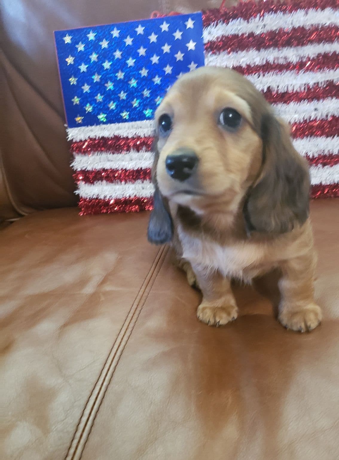 Cream Dachshund Puppies breeder image 5