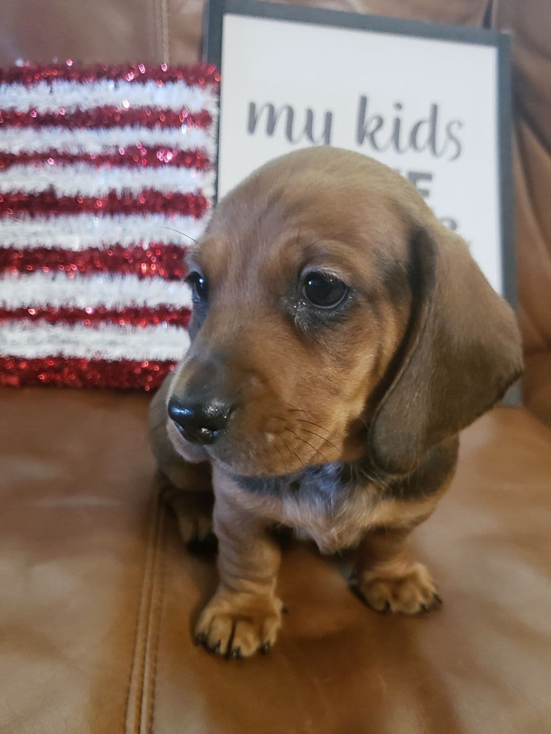 Cream Dachshund Puppies breeder image 6