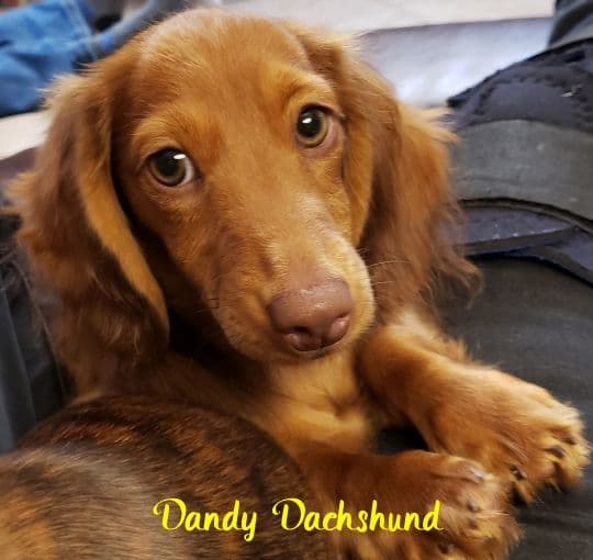 Dachshund Puppies media 10