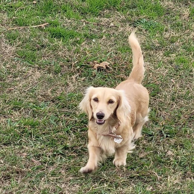 Cream Dachshund Puppies media 2