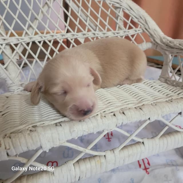 Cream Dachshund Puppies media 3