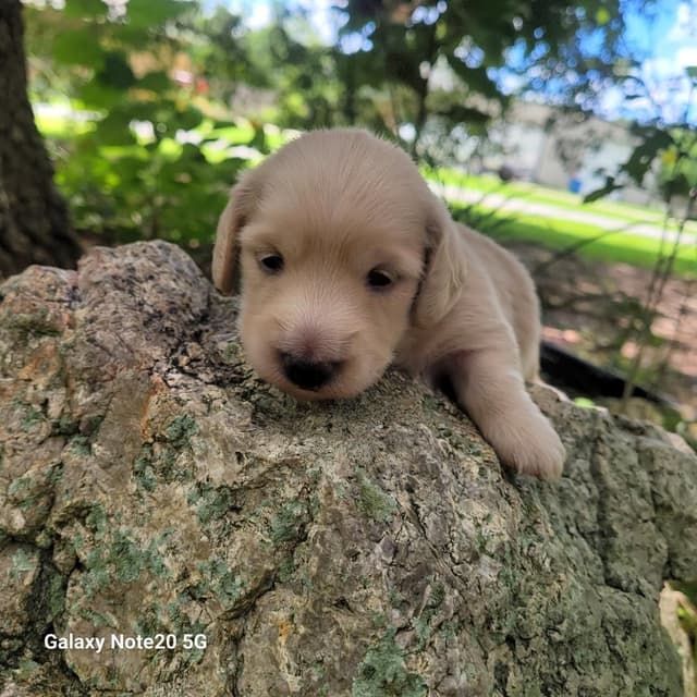 Cream Dachshund Puppies media 5