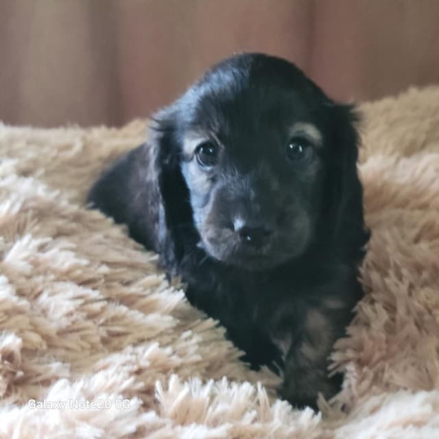 Dachshund Puppies media 2