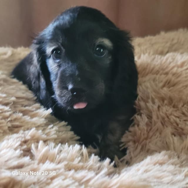 Dachshund Puppies media 4