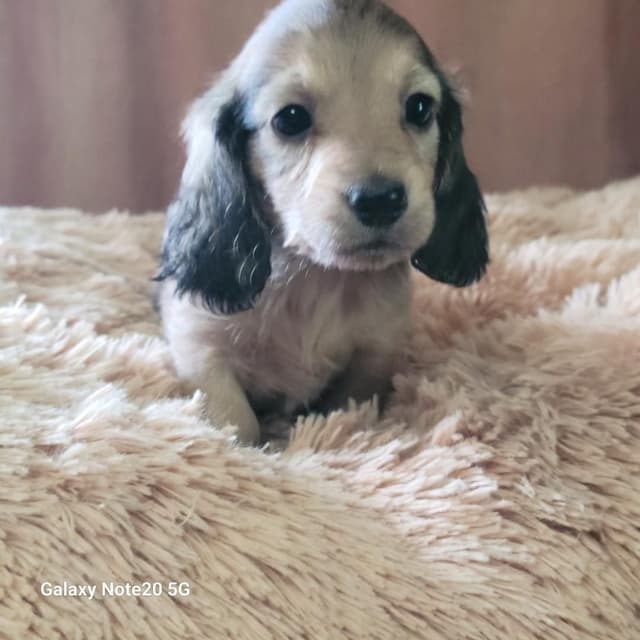 Dachshund Puppies media 6