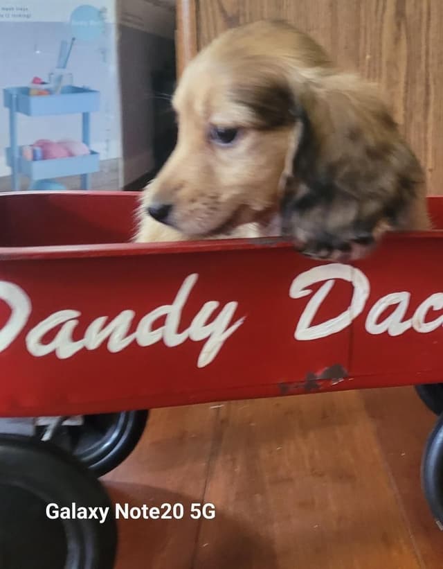 Dachshund Puppies media 7