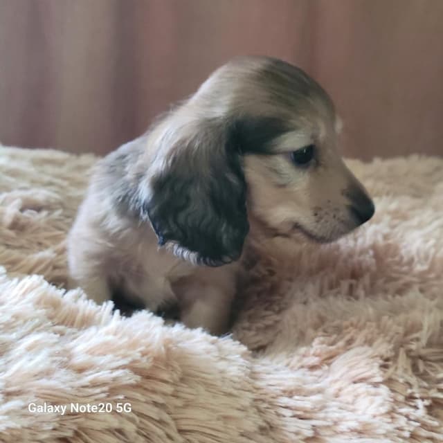 Dachshund Puppies media 5