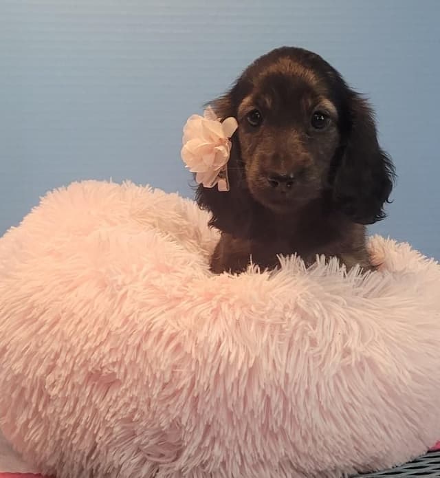 Dachshund Puppies media 3