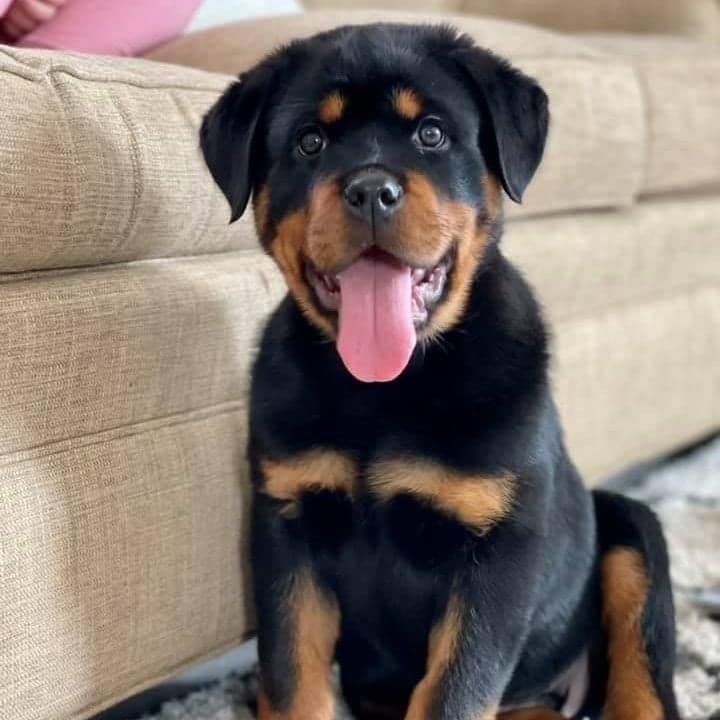 Beautiful Rottweiler Puppies breeder image 2