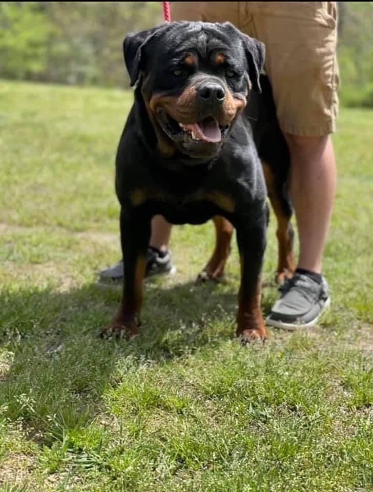 Beautiful Rottweiler Puppies breeder image 3