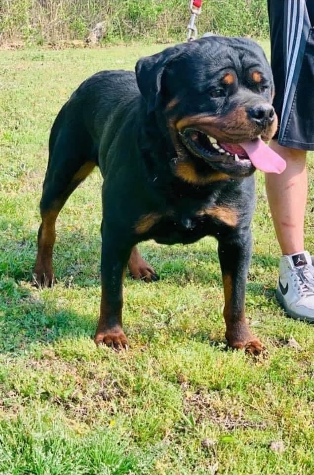 Beautiful Rottweiler Puppies breeder image 4