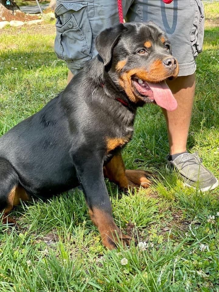 Beautiful Rottweiler Puppies breeder image 6