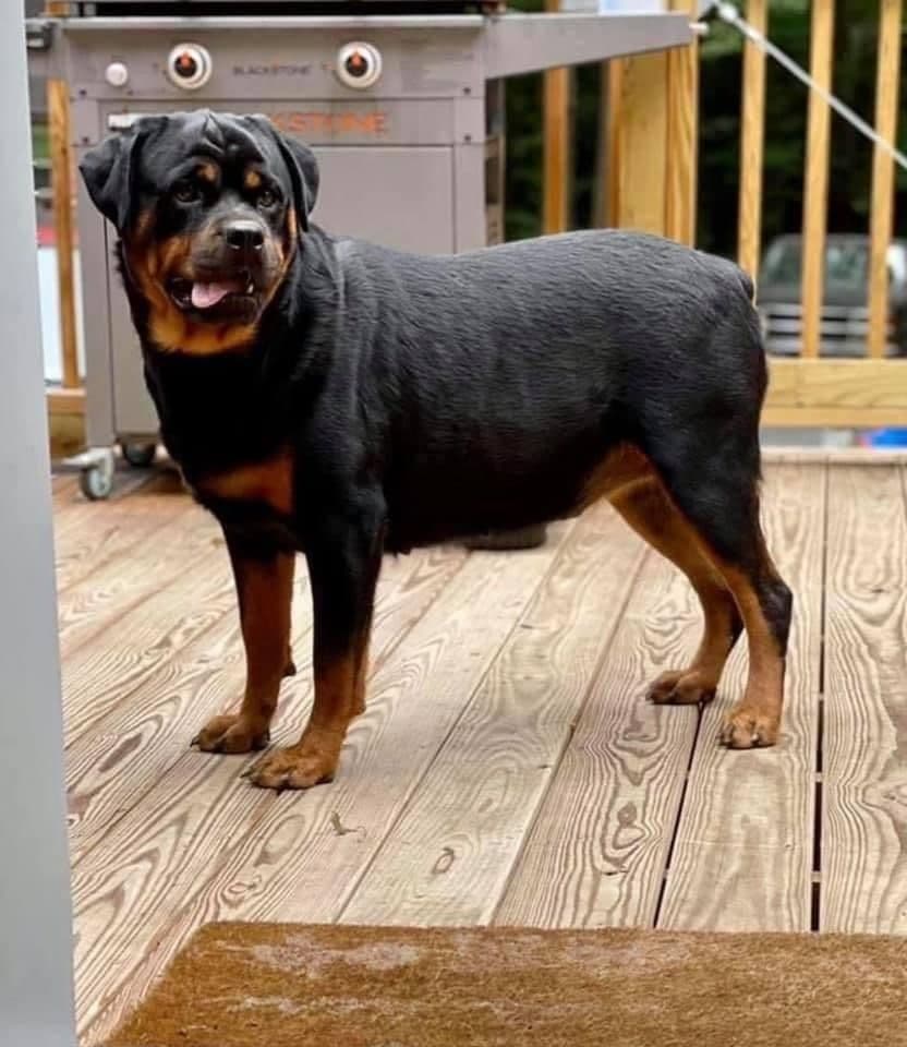 Beautiful Rottweiler Puppies breeder image 5