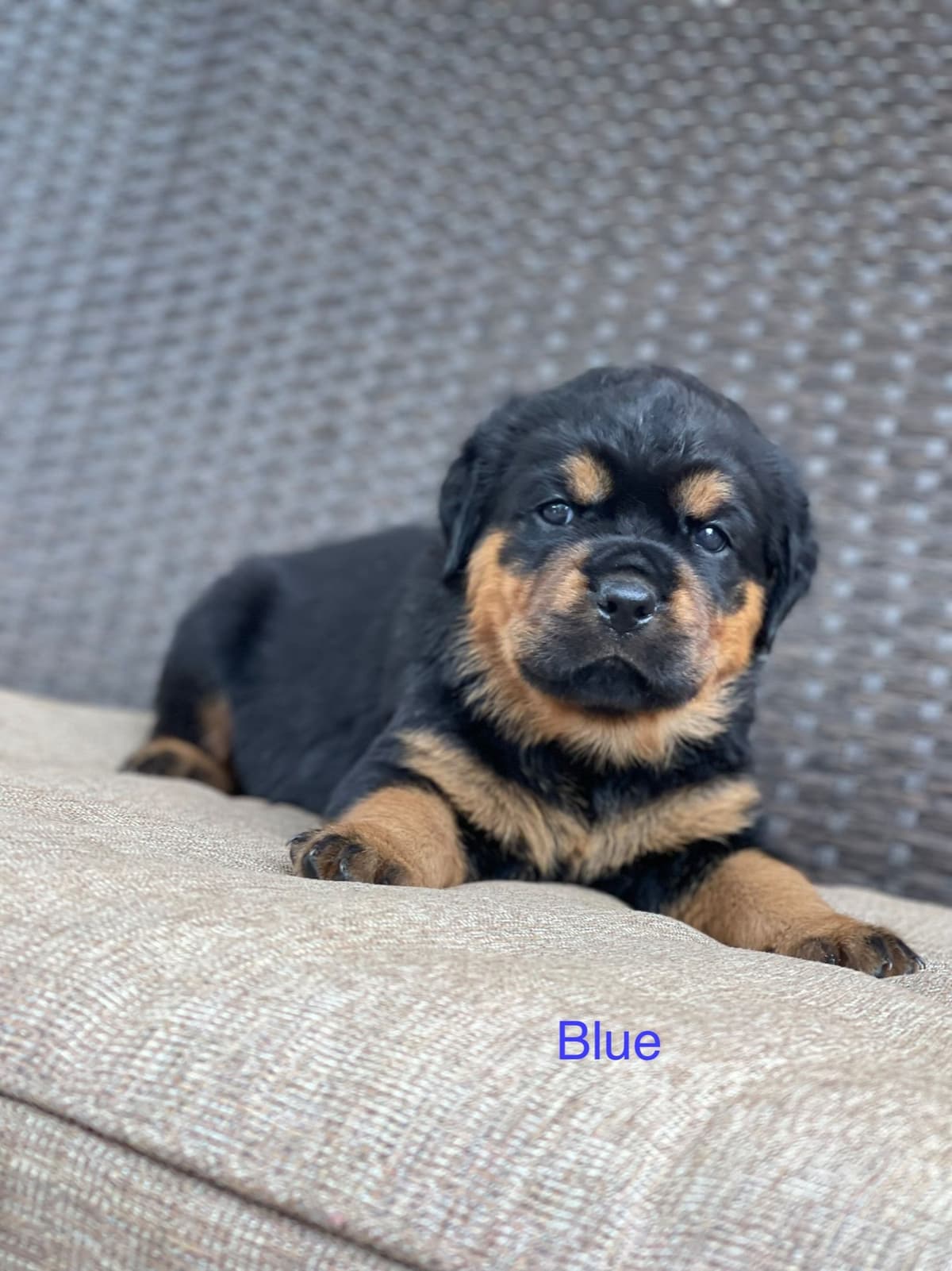 Beautiful Rottweiler Puppies breeder image 7
