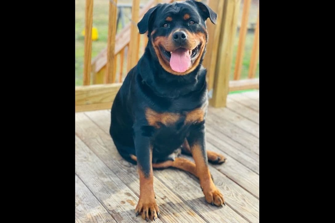 Beautiful Rottweiler Puppies breeder image 8