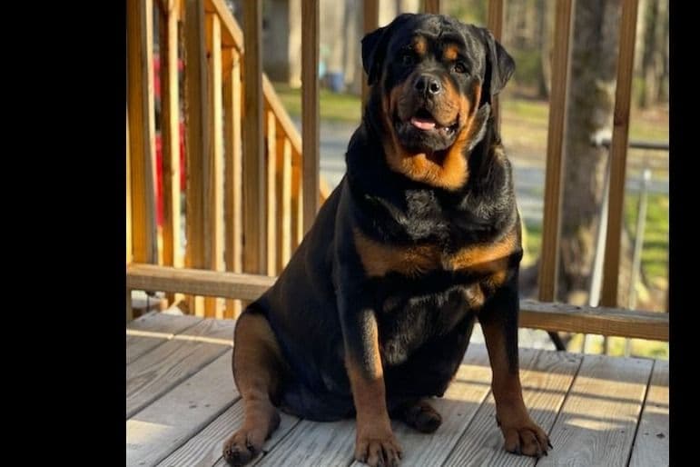 Beautiful Rottweiler Puppies breeder image 9