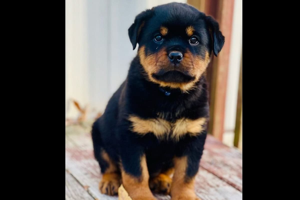 Beautiful Rottweiler Puppies breeder image 10