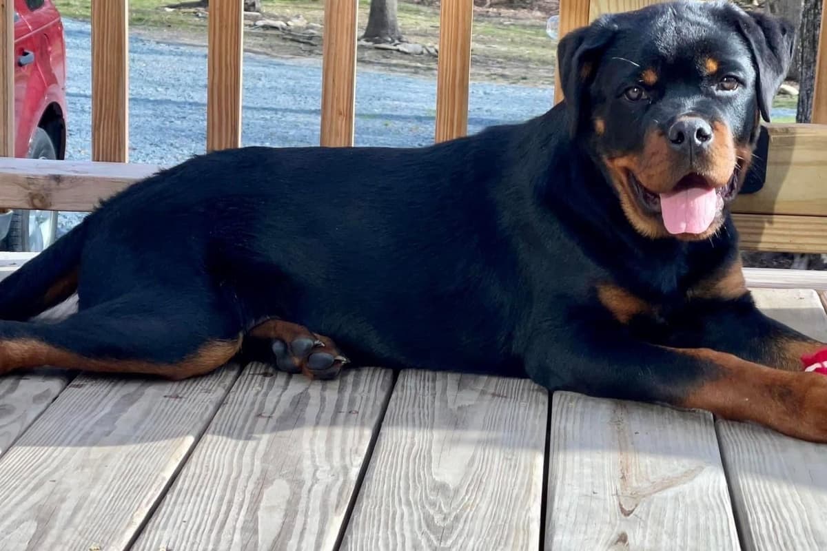 Beautiful Rottweiler Puppies breeder image 1