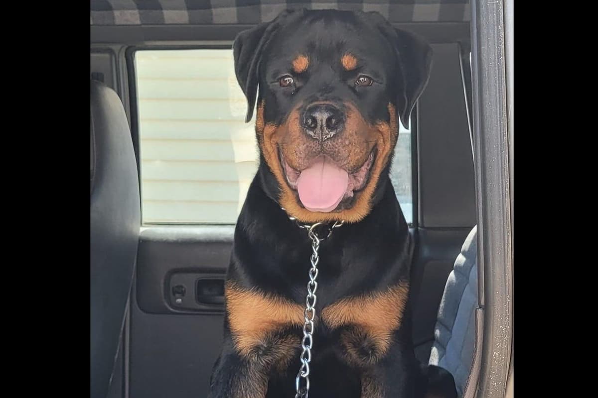 Beautiful Rottweiler Puppies breeder image 11