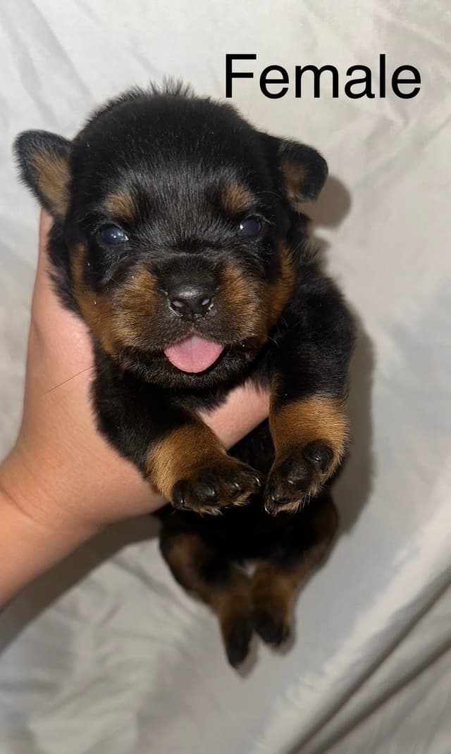 Beautiful Rottweiler Puppies media 2