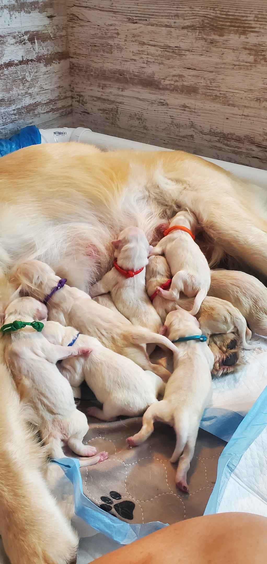 Bernese Mountain Dog Puppies breeder image 3