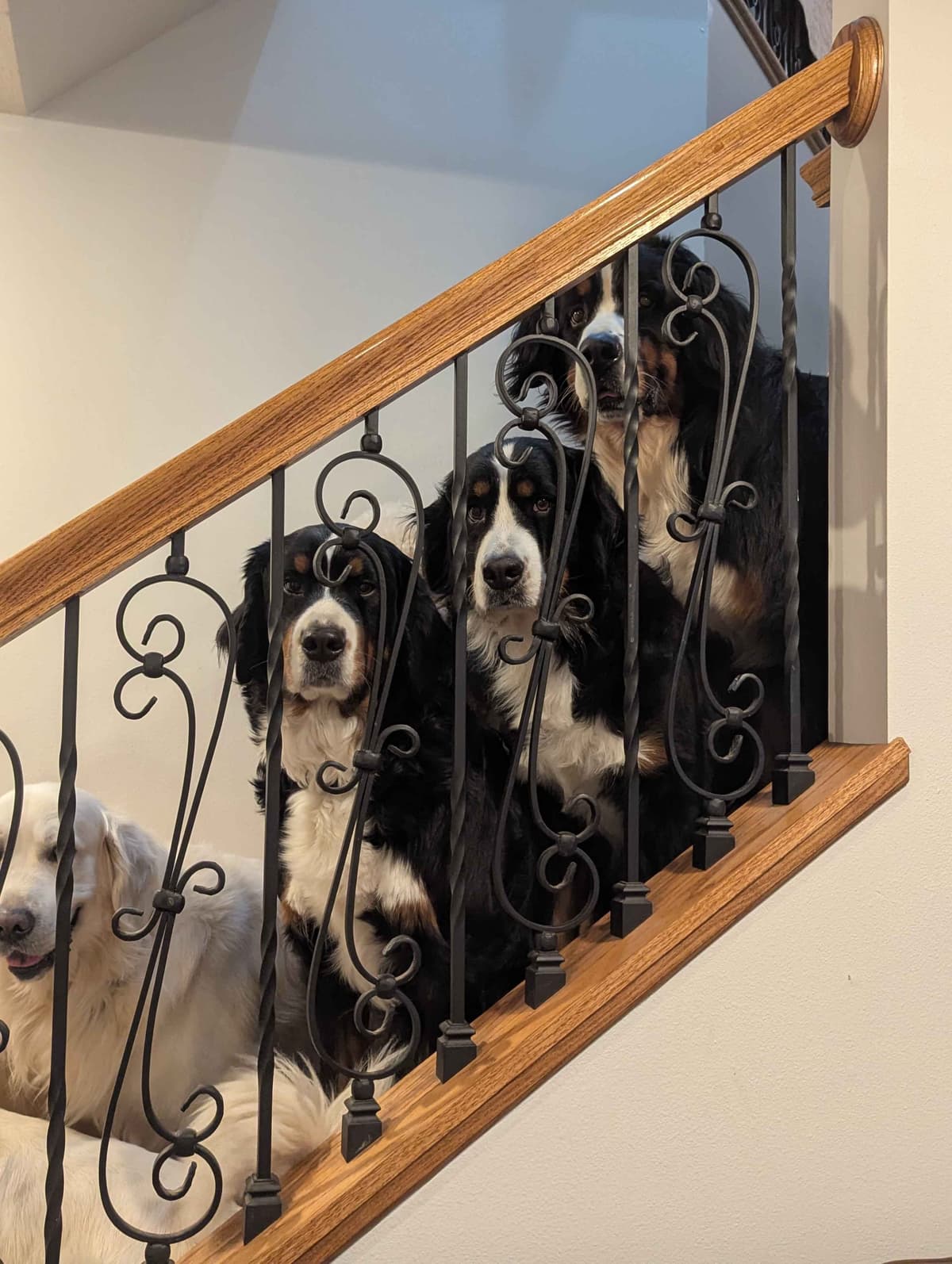Bernese Mountain Dog Puppies breeder image 1
