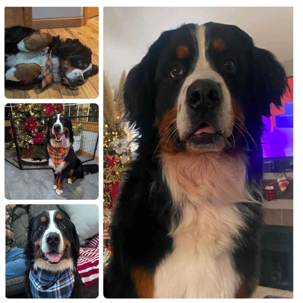 Bernese Mountain Dog Puppies breeder image 8