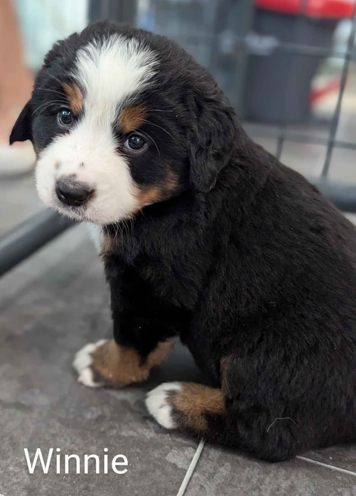 Bernese Mountain Dog Puppies breeder image 7