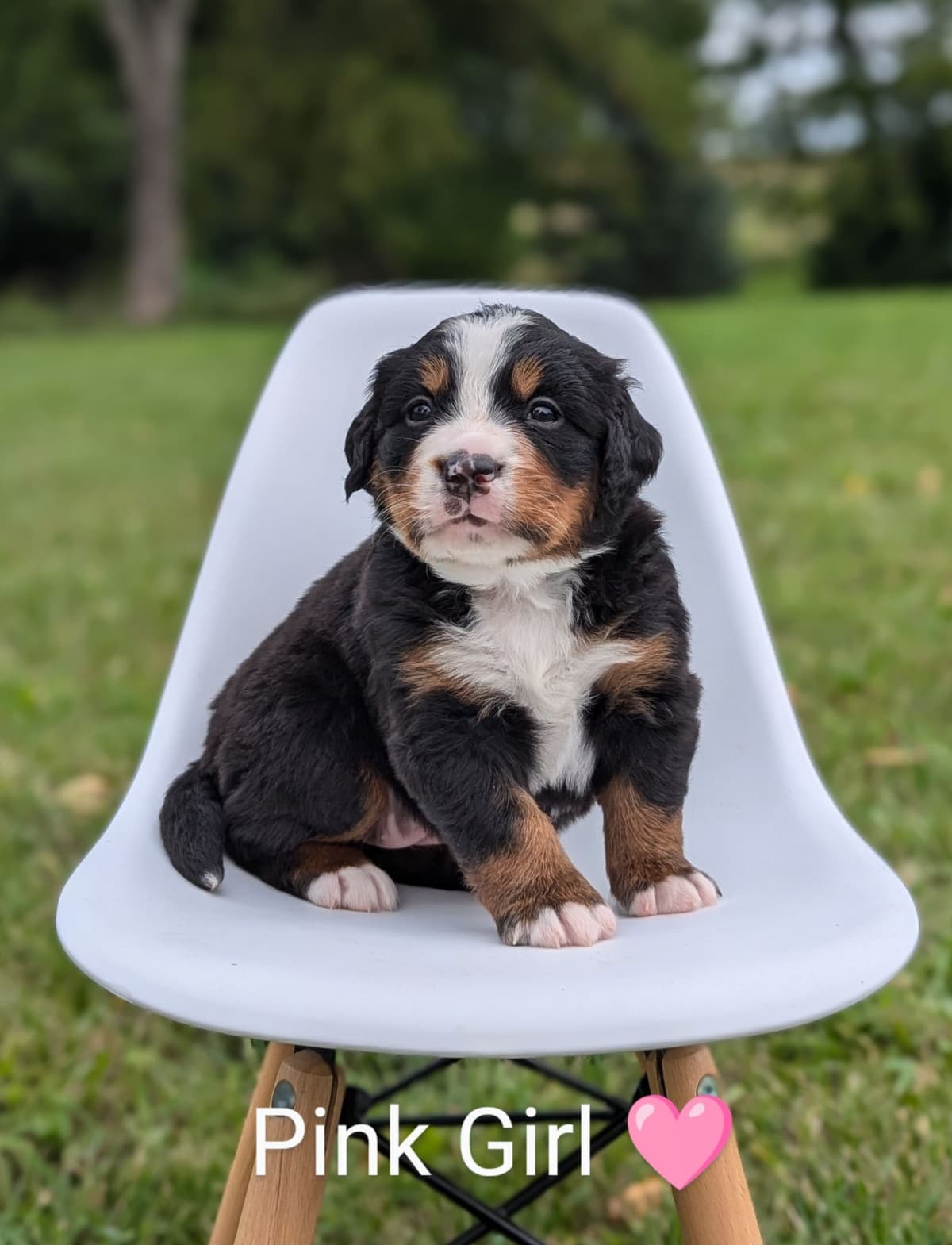 Bernese Mountain Dog Puppies breeder image 16