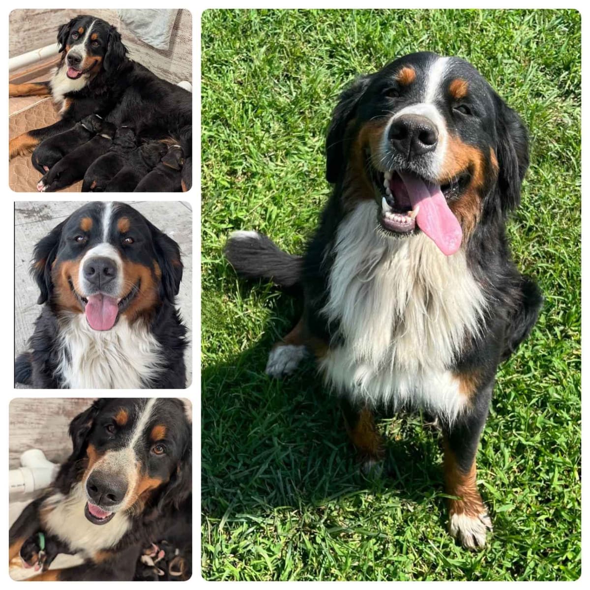 Bernese Mountain Dog Puppies breeder image 13