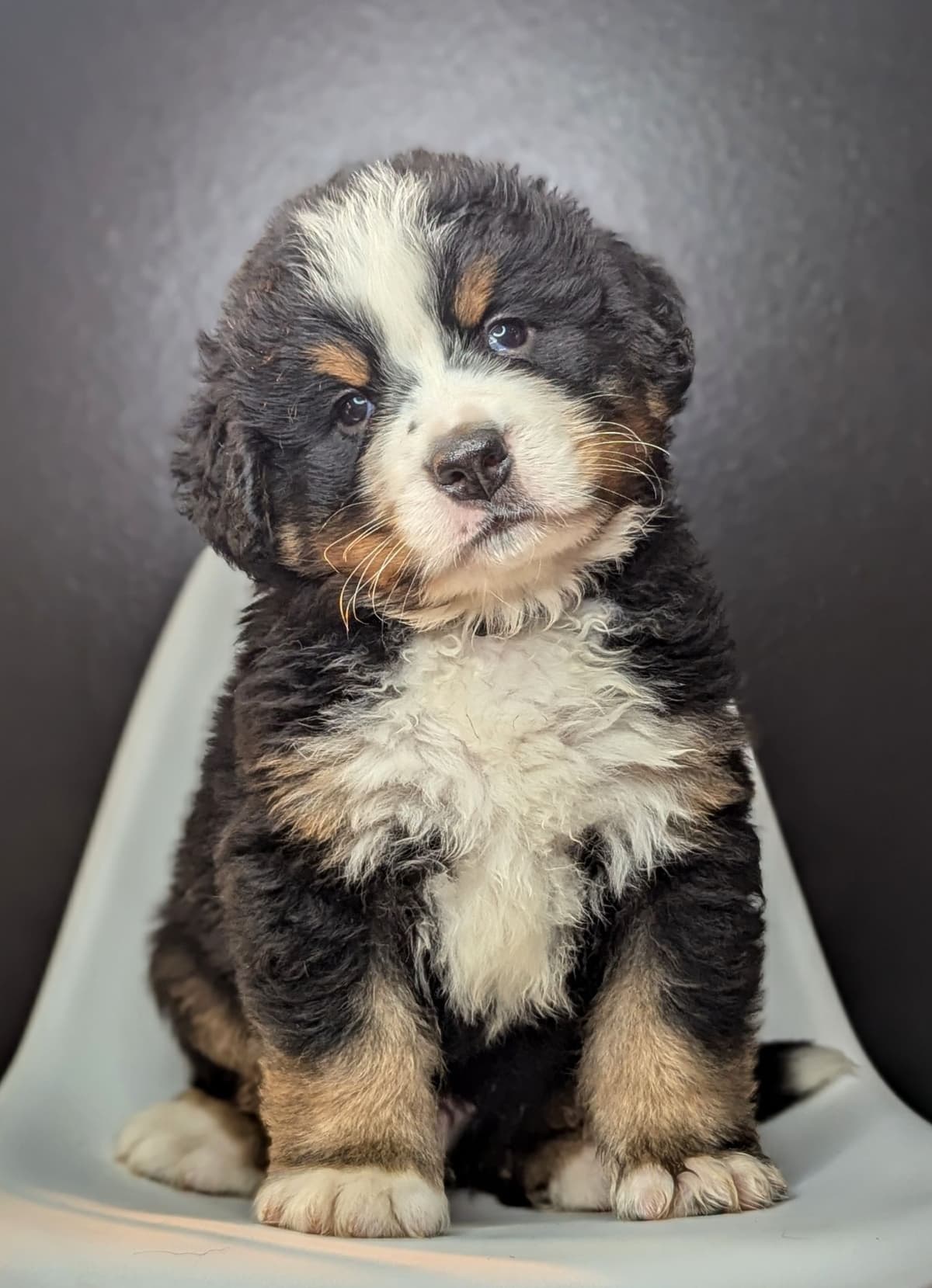 Bernese Mountain Dog Puppies breeder image 19