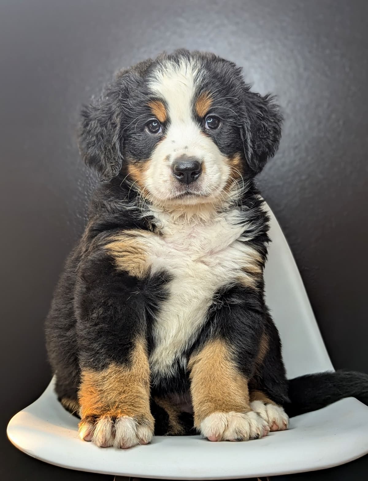 Bernese Mountain Dog Puppies breeder image 21