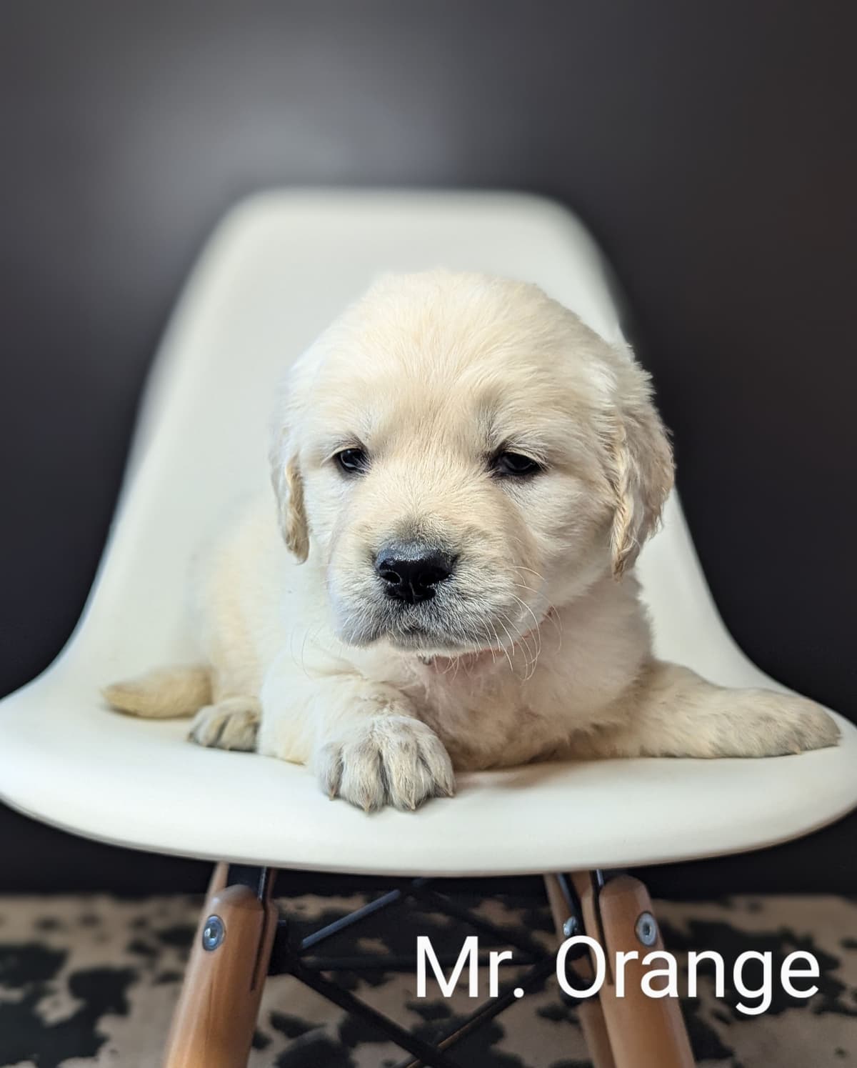 Bernese Mountain Dog Puppies breeder image 23