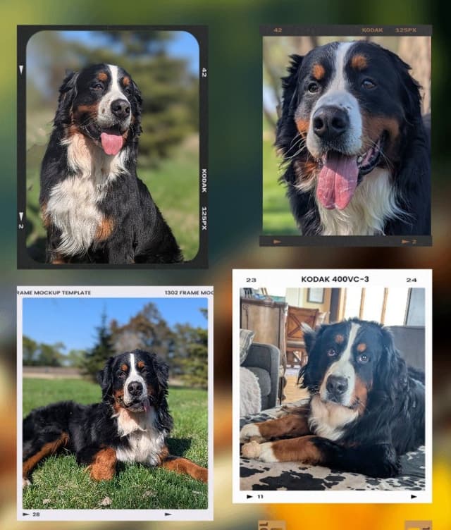 Bernese Mountain Dog Puppies media 4