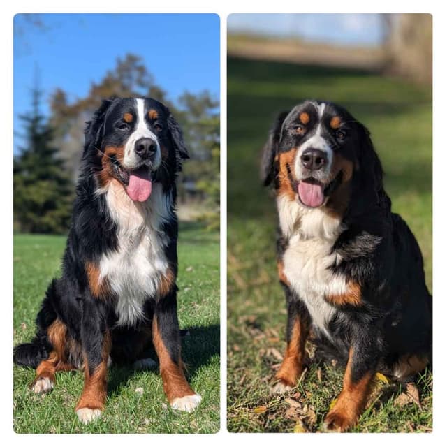 Bernese Mountain Dog Puppies media 3