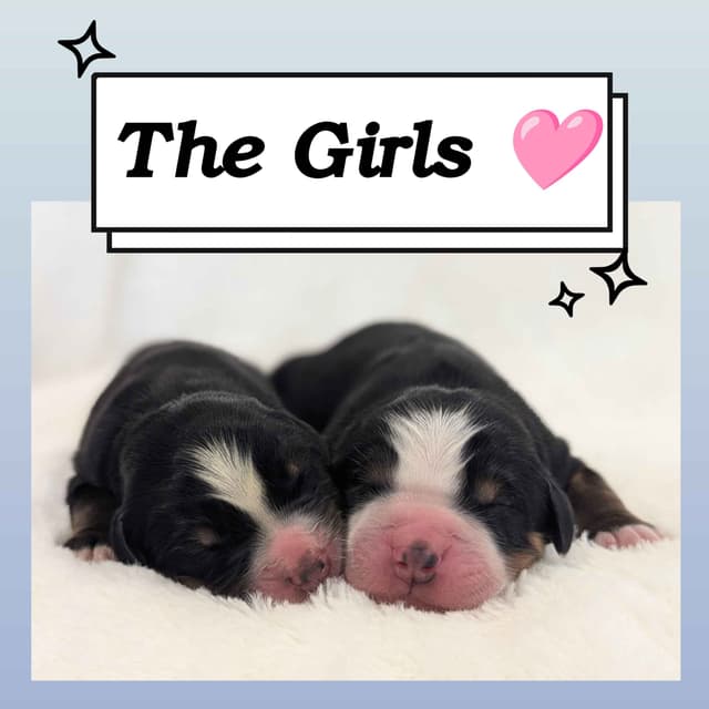 Bernese Mountain Dog Puppies media 5