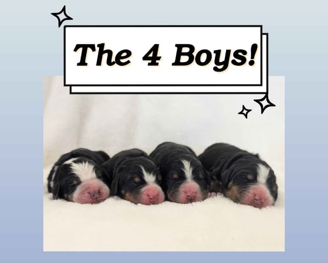 Bernese Mountain Dog Puppies media 2