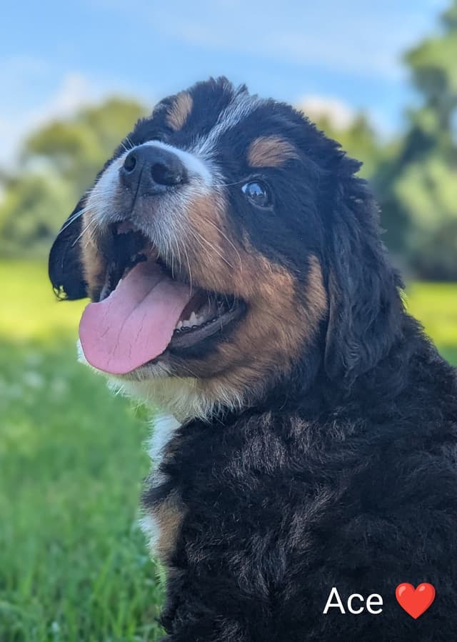 Bernese Mountain Dog Puppies media 6