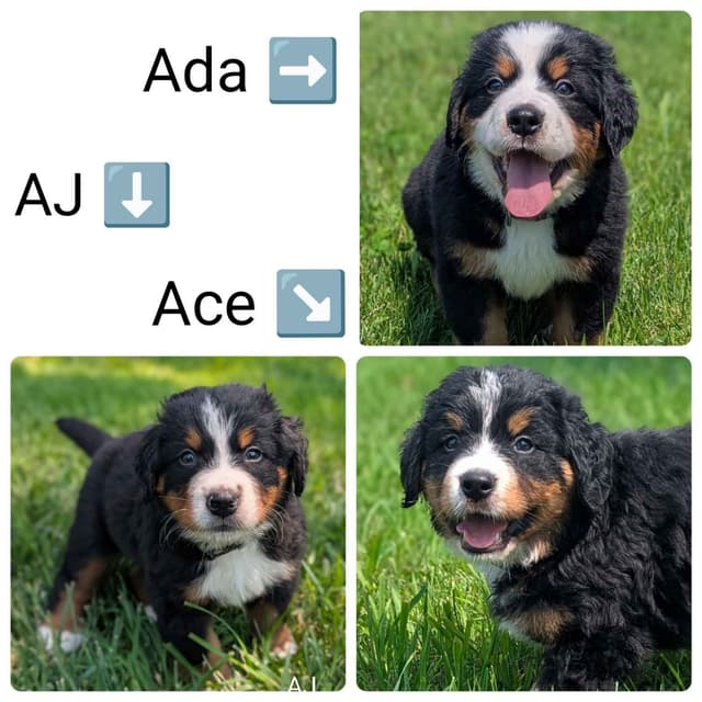 Bernese Mountain Dog Puppies media 8
